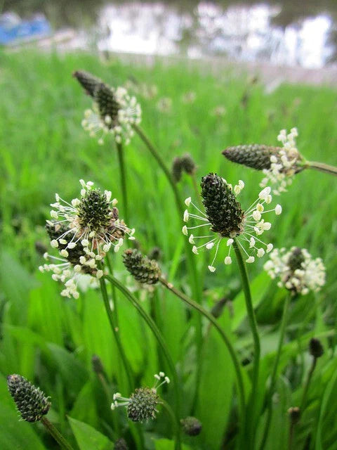 Plantago Lanceolata Seeds - 500+ Narrow Leaf Plantain Seeds for Gardening and Medicinal Use, Plantago lanceolata