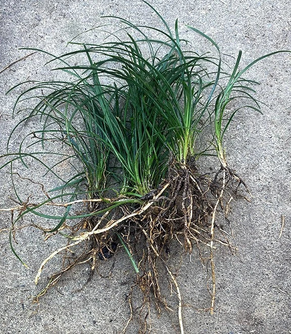 15 Mondo Grass Bare Root Plants – Evergreen Perennial Ground Cover, Ophiopogon japonicus, Low-Maintenance Lawn Alternative