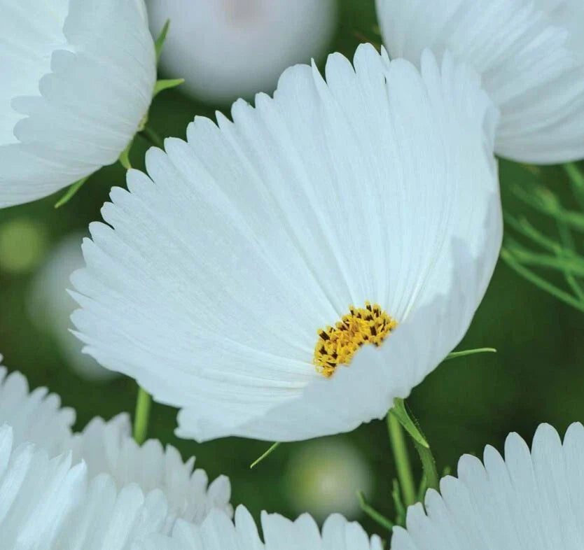 Cupcake White Cosmos 200 Seeds for Garden Planting - Cosmos bipinnatus - USA Grown, Free Shipping