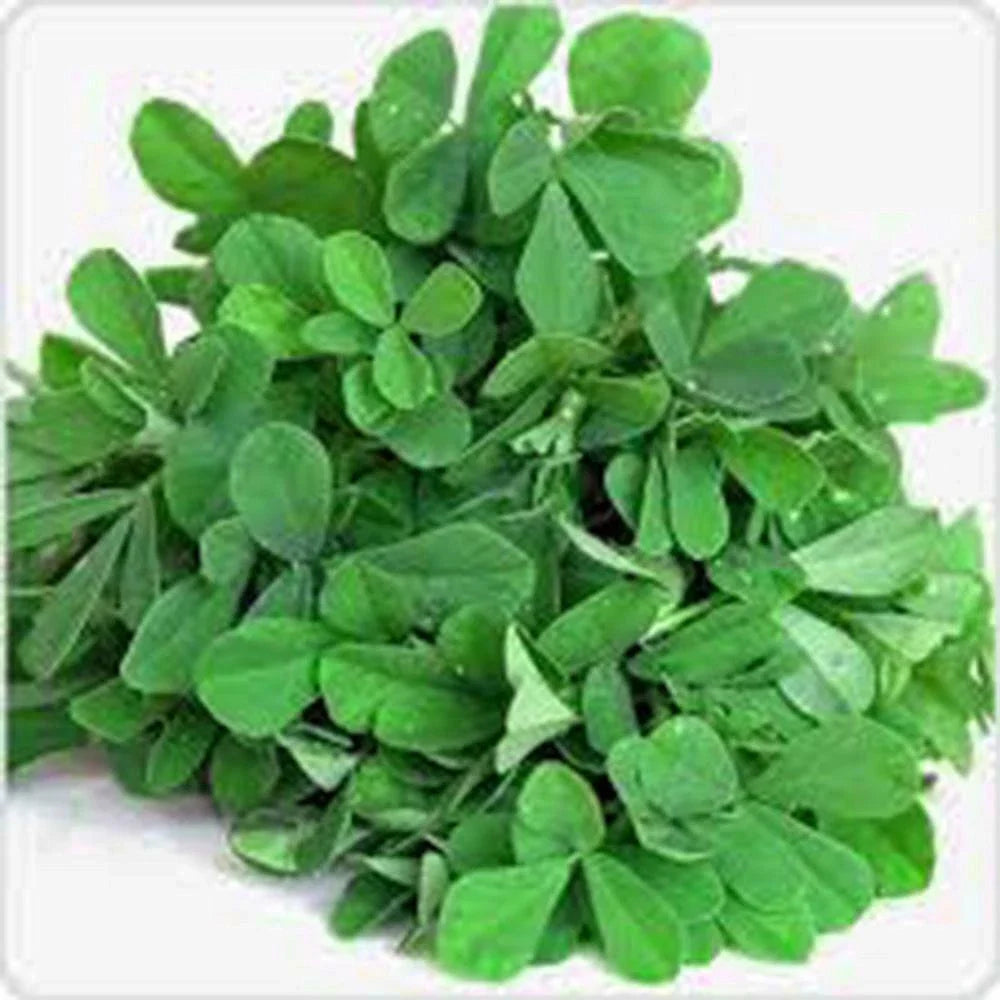 Fenugreek Herb Seeds, Heirloom Variety, 50+ Seeds, Healthy and Tasty, Trigonella foenum-graecum