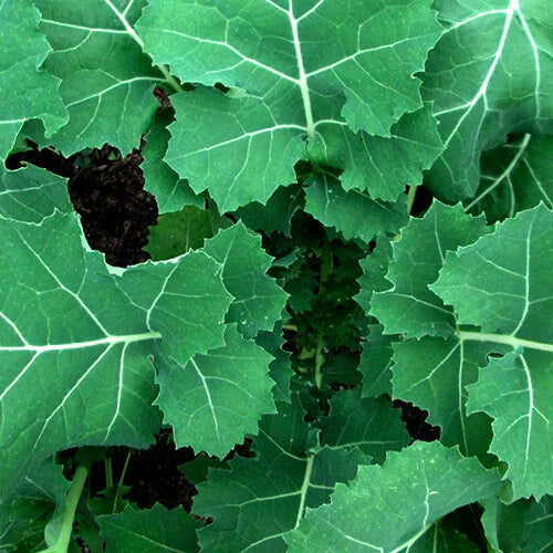 Kale Seeds - Premier (Early Hanover) Heirloom, Non-GMO - Brassica oleracea