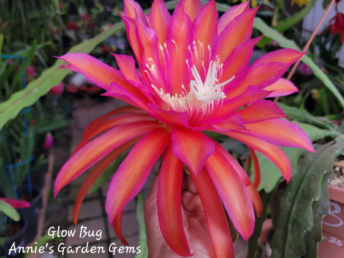 Epiphyllum Cuttings 8-10 inches Glow Bug Epicactus Unrooted Plant Propagation