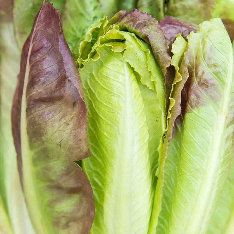 Cimmaron Romaine Lettuce Seeds, Burgundy Red, NON-GMO, Cos Variety, Free Shipping