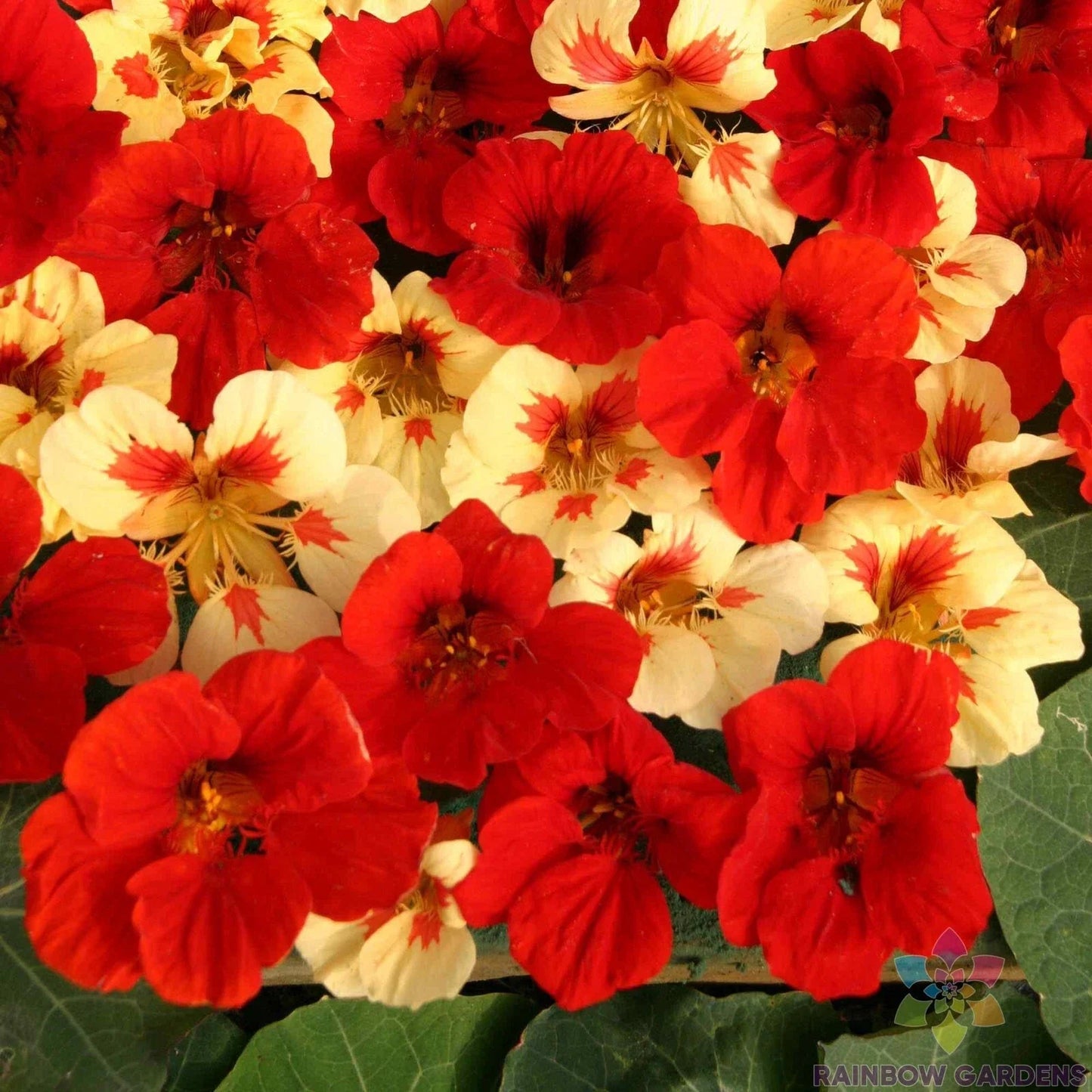 Strawberry Cream Nasturtium Seeds - 50+ Pack for Garden Planting - Tropaeolum majus - Fast Shipping USA