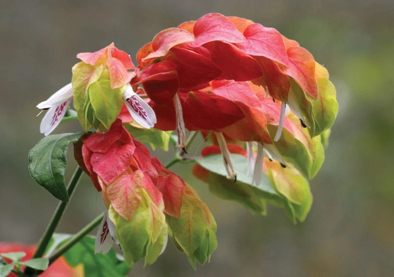 Live Red Shrimp Plant 4-6" Tall, No Pot, Justicia brandegeeana, Tropical Evergreen Shrub, Ornamental Garden, Hummingbird Attraction