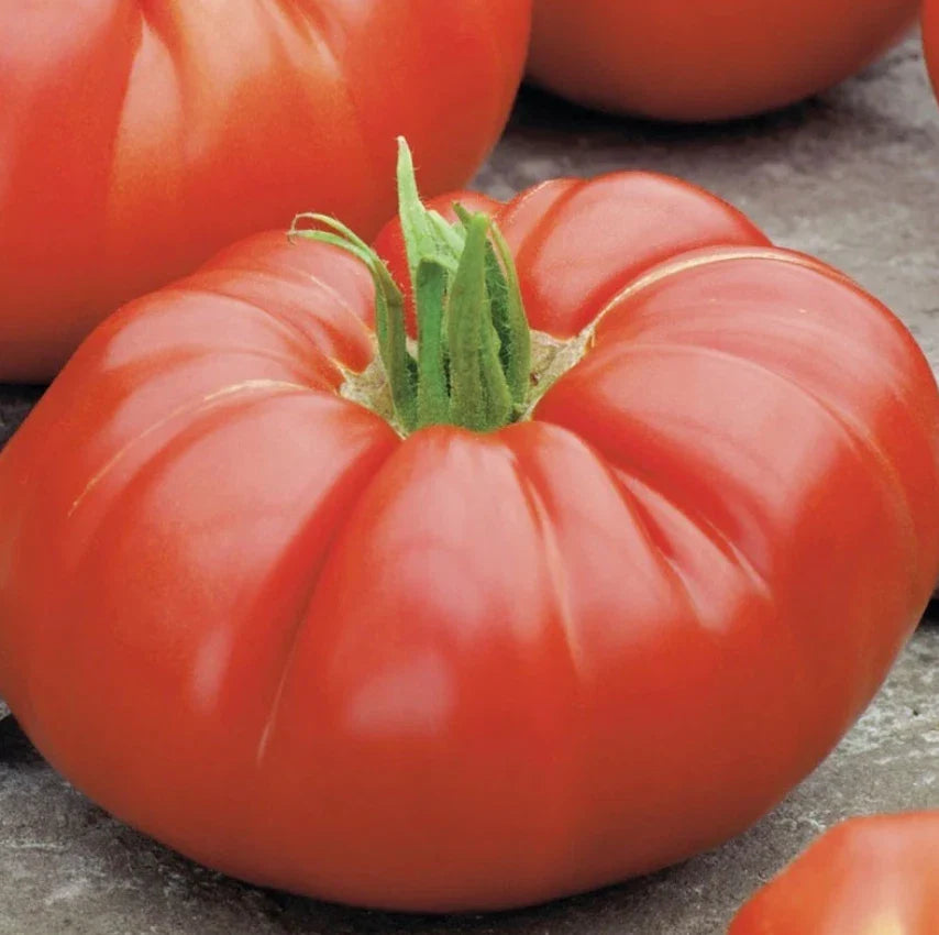Heirloom Beefsteak Tomato Seeds - Determinate Bush Variety - Non-GMO - 100 Count - Perfect for Slicing