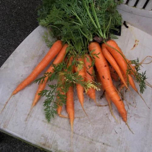 Envy Carrot Seeds - 1000+ Premium Seeds for Planting - Daucus carota - USA Grown, Garden Ready, Free Shipping