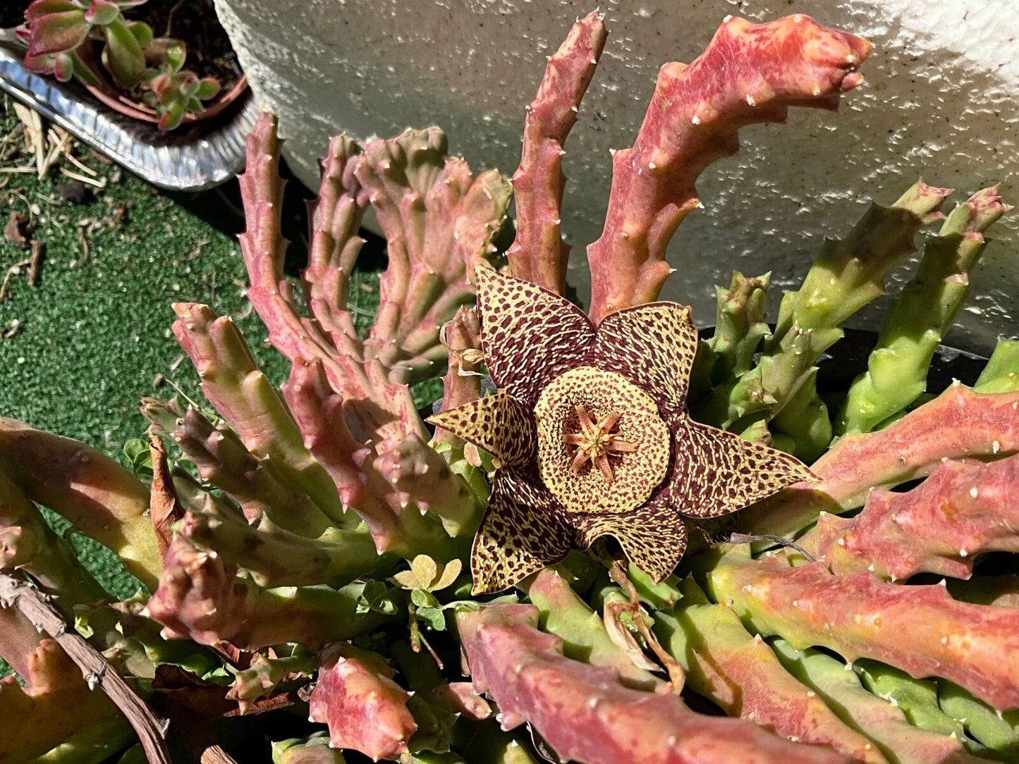 Stapelias Variegated Star Cuttings - 5 Fish Cuttings (Stapelia variegata) - Unique Succulent Plant Propagation