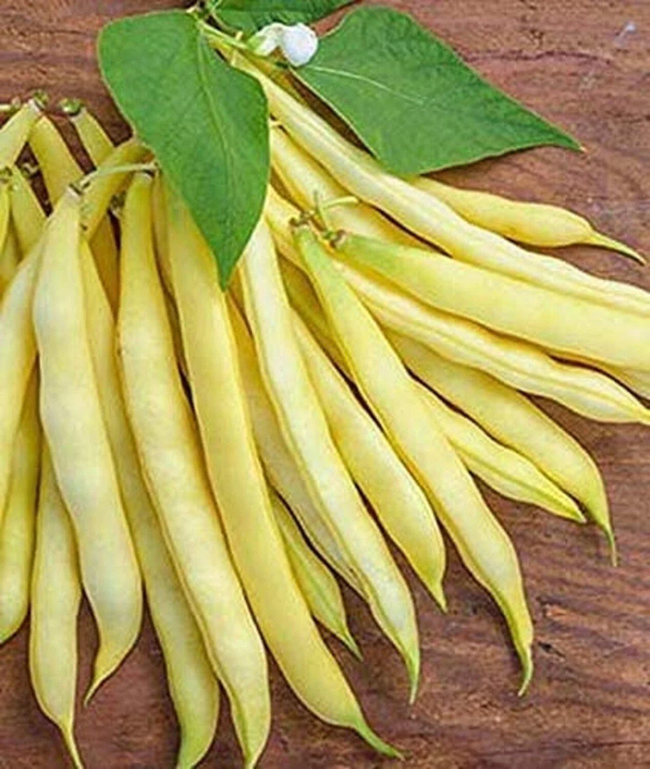Golden Wax Bean Seeds | 50+ Seeds | Heirloom Variety | Phaseolus vulgaris | Made in USA, Ships from Iowa