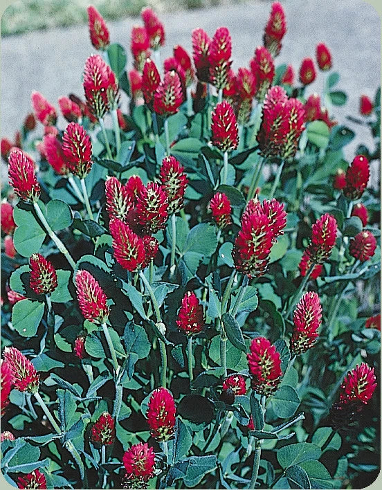 Crimson Clover Seeds - 360 Count - Red - Trifolium incarnatum - Attracts Bees - GroCo USA - Buy 15, Ships Free