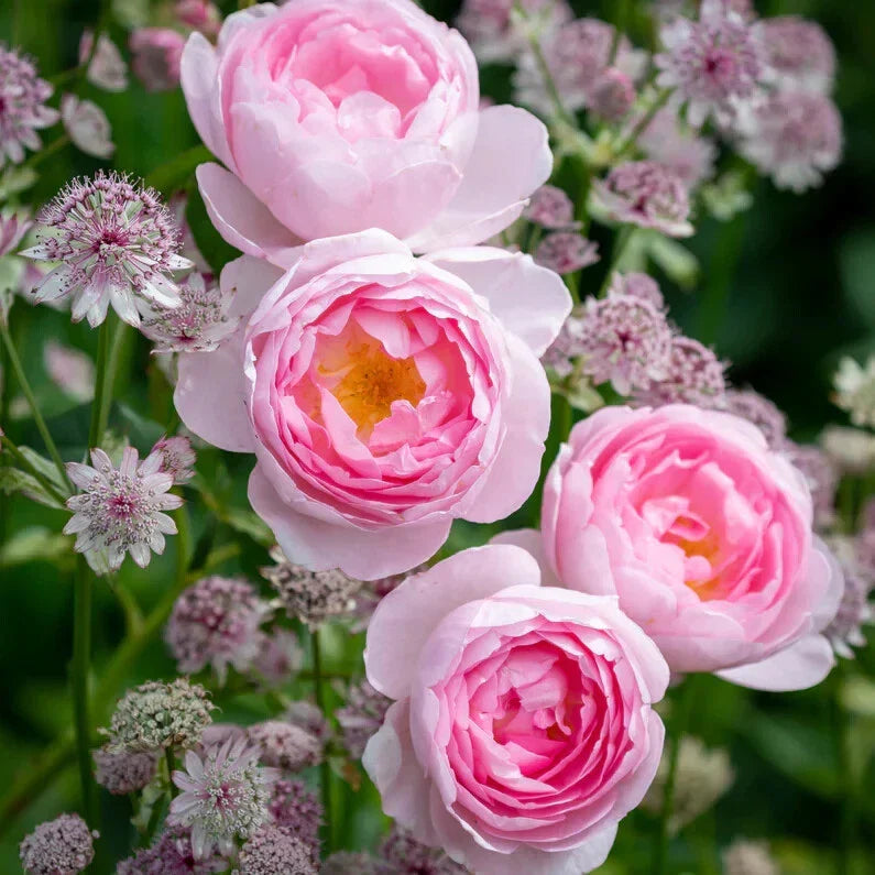 David Austin Scepter'd Isle Live Rose Cuttings - 5-8" Fresh Stems - Unrooted - Ideal for Gardening and Propagation