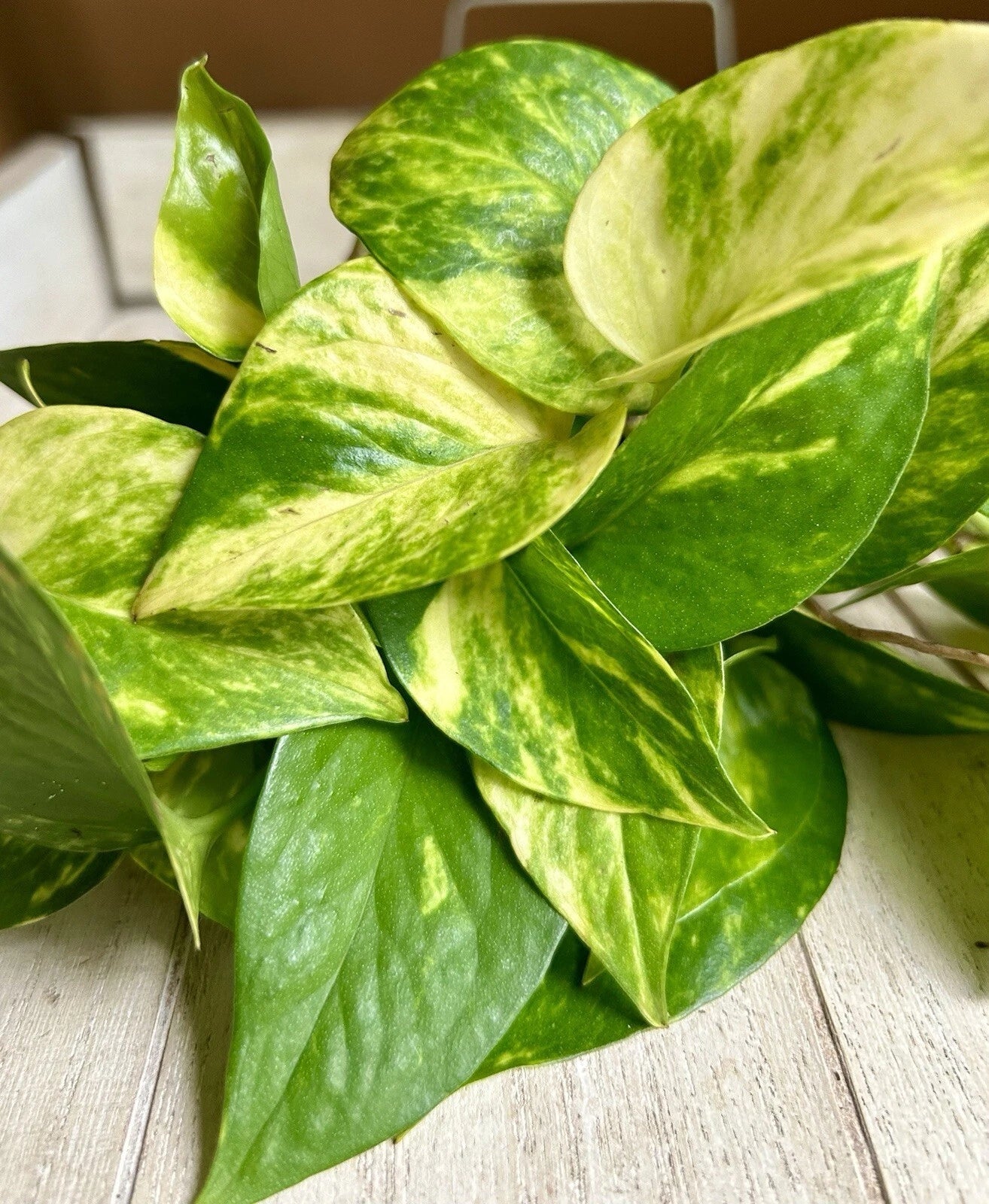 20 Pothos Cuttings - Rooted Indoor Plant - Epipremnum aureum - Easy Care Houseplant