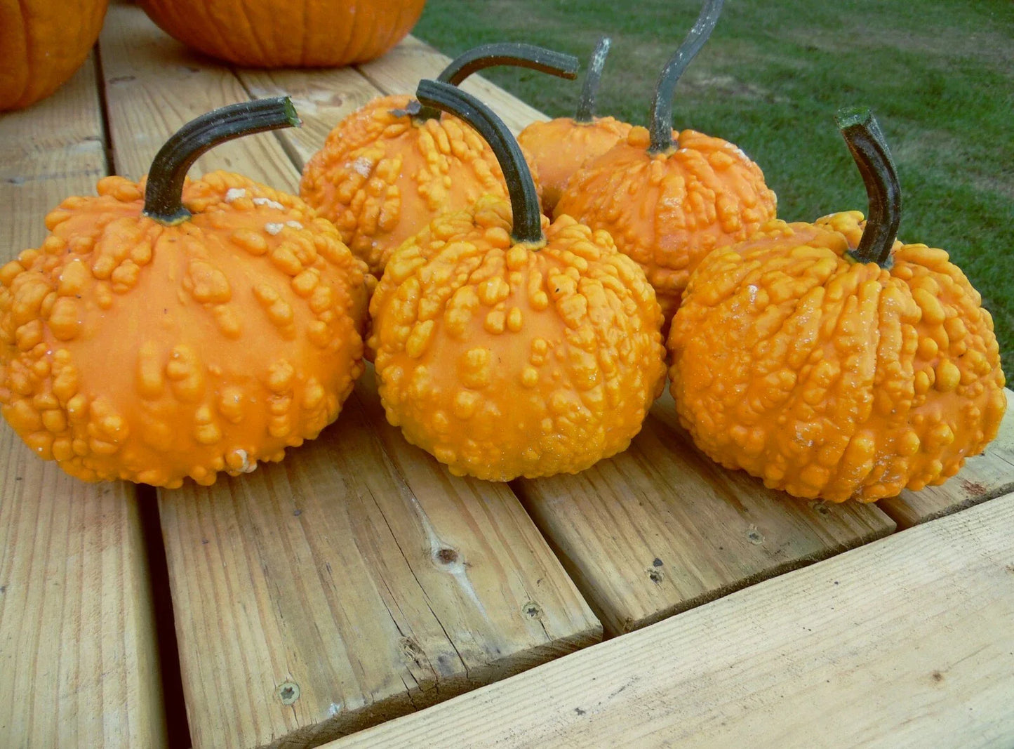 Sanchez Pumpkin Seeds - Fresh Organic Pumpkin Seed - Cucurbita pepo