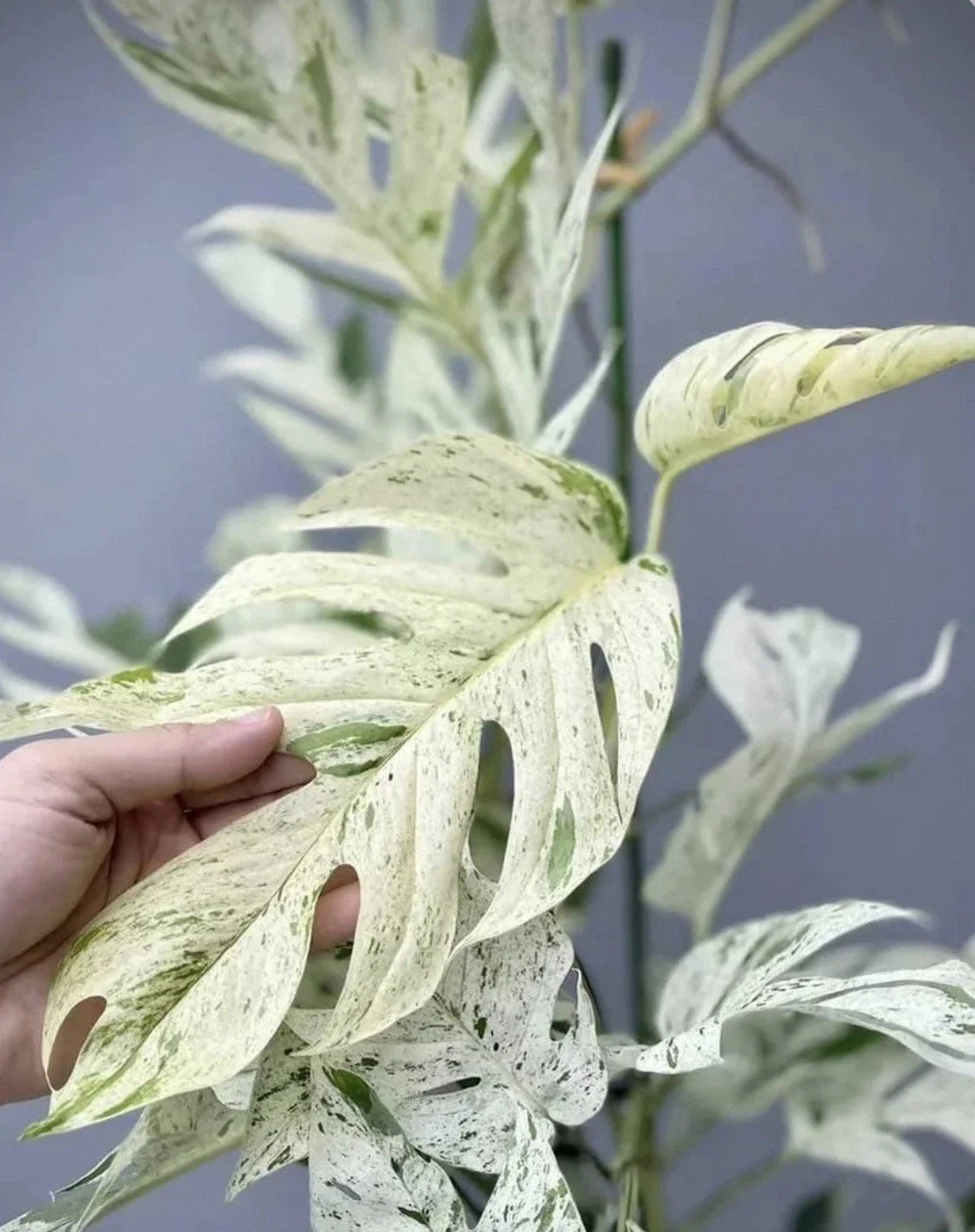 Epipremnum Pinnatum Marble Cutting - Live Plant Cutting - Tropical Houseplant - Easy Care Indoor Plant