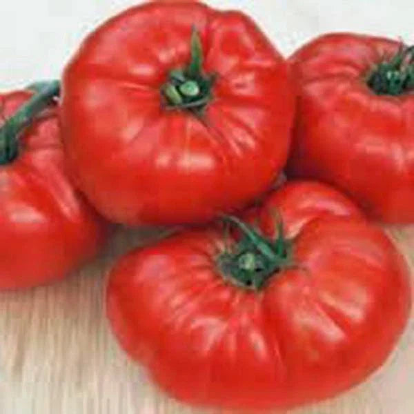 Beefsteak Tomato Seeds, 500 Seeds, Heirloom, Non-GMO, Vegetable, Solanum lycopersicum