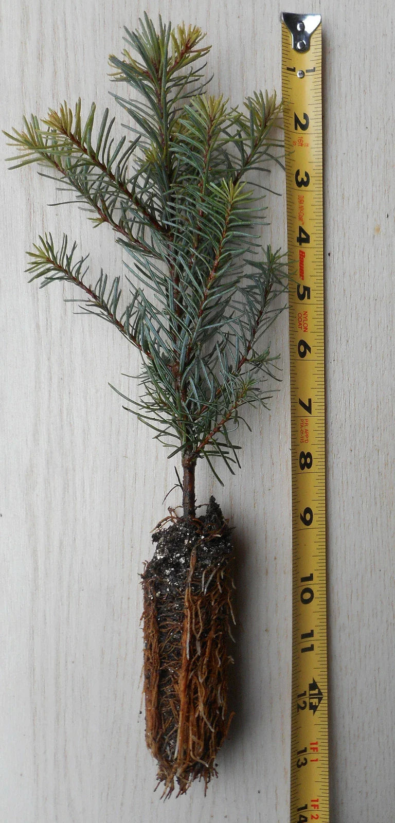 Noble Fir Tree Seedling 8–14 Inches – Abies procera, Evergreen Conifer, Landscape & Christmas Tree