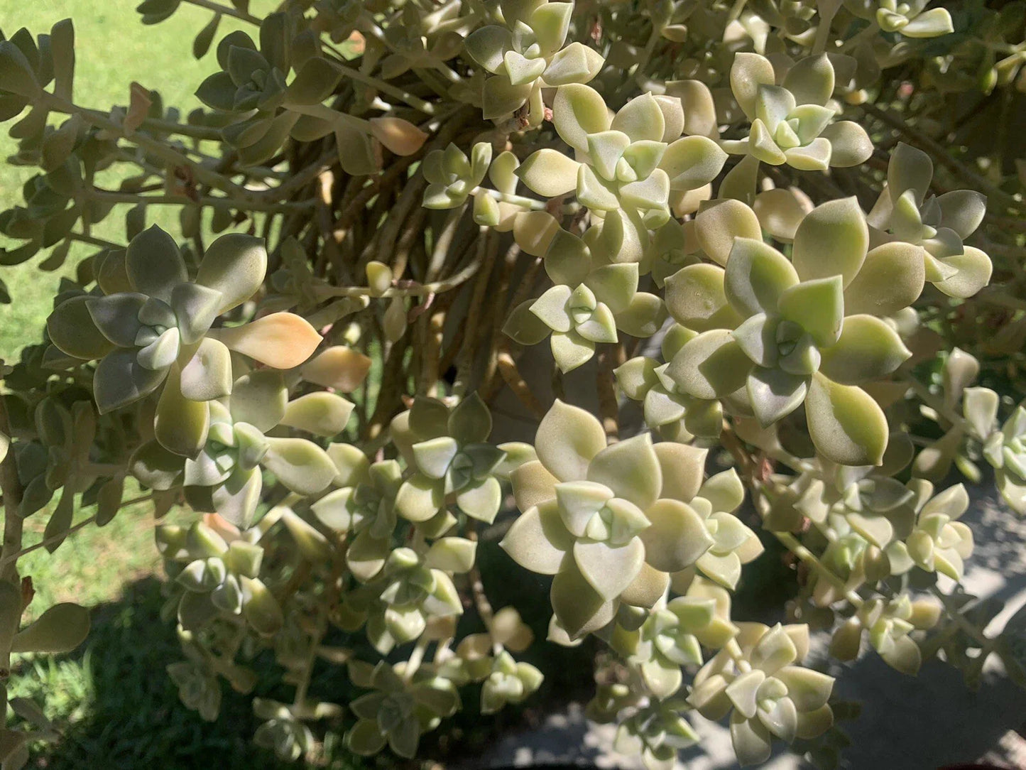 Live Succulent Cuttings - Ghost Plant Rosette - Perfect for Garden Decor - Graptopetalum paraguayense