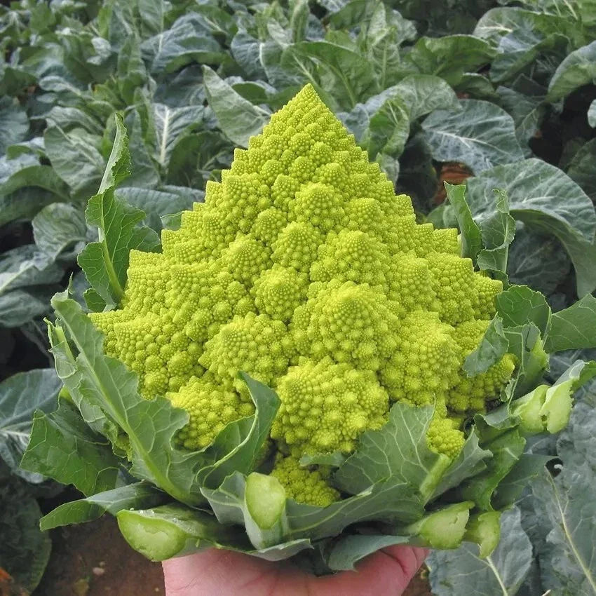 Romanesco Broccoli Seeds - 50+ Non-GMO Heirloom Organic Seeds - Fresh Culinary Variety