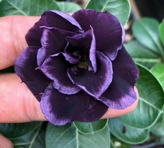Dark Purple Desert Rose Seeds - Adenium Obesum - Exotic Flower Seeds - 4 Pack