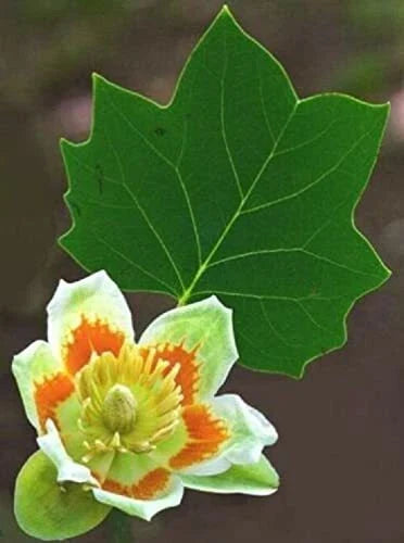 Tulip Poplar Seeds - 25 Pack - Fast Growing, Stunning Tulip-Shaped Flowers - Liriodendron tulipifera