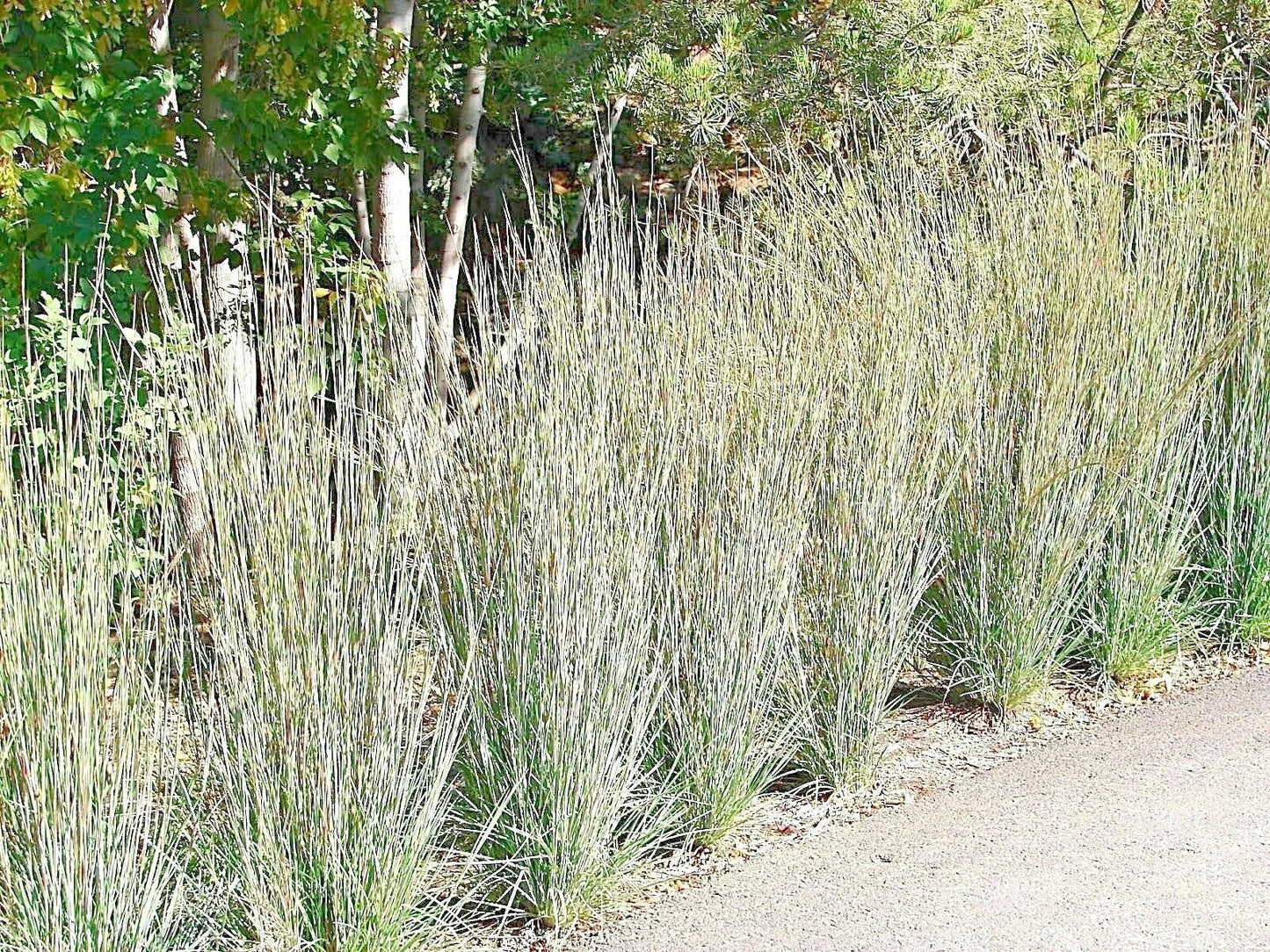 Little Bluestem Seeds - 501+ Count - Native Prairie Grass - Ornamental Perennial with Fall Colors - Schizachyrium scoparium