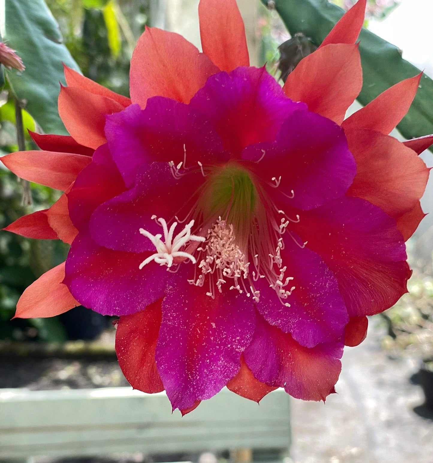 Epiphyllum Hybrid Starter Pot - 'Appeal' Fully-Rooted Succulent Plant - Exotic Cactus - Perfect for Indoor Gardens