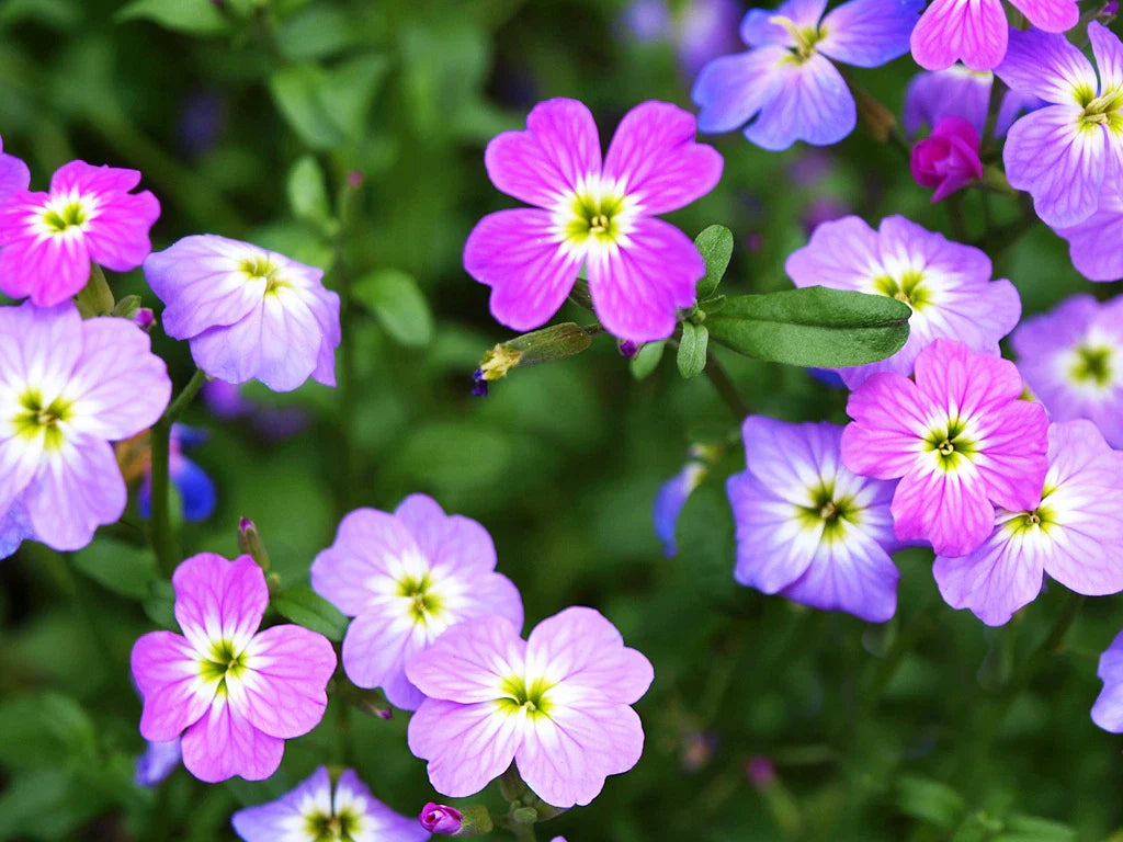 2700 Virginia Stock Seeds - GroCo USA - Bulk Flower Seeds for Planting - Free Shipping