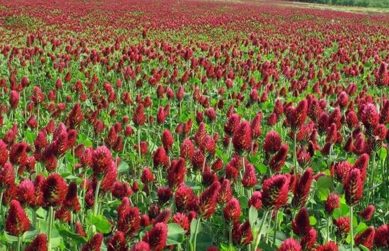 Clover Seeds - 1000+ Crimson Red Flower Seeds - Nitrogen-Fixing Legume for Pollinators - Non-GMO Trifolium incarnatum