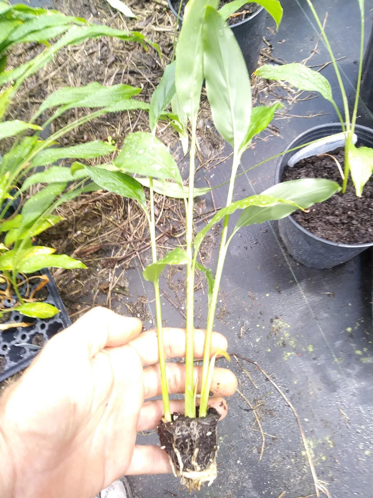 Thai Galangal Ginger Plants - 6-8" Rhizomes - 3 Potted Starter Plants - Zingiber zerumbet - Non-GMO, Pesticide-Free, Free Shipping