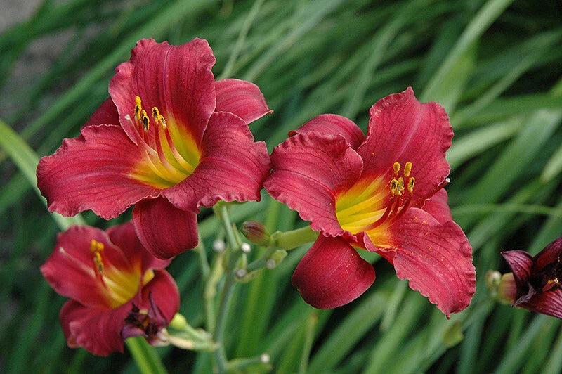 Daylily Bare Root Plants - Ruby Stella Variety - Hemerocallis - 25 Count for Garden Landscaping