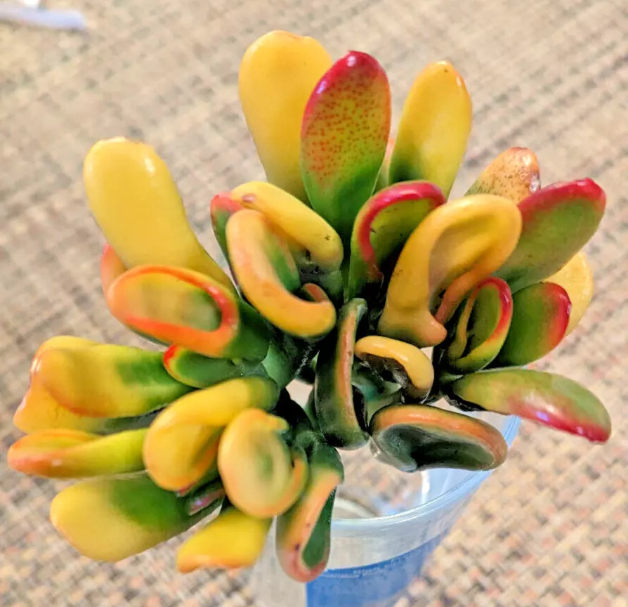 Variegated Crassula Ovata 'Gollum' - 2" Rooted Jade Plant - Rare Succulent - Indoor Houseplant