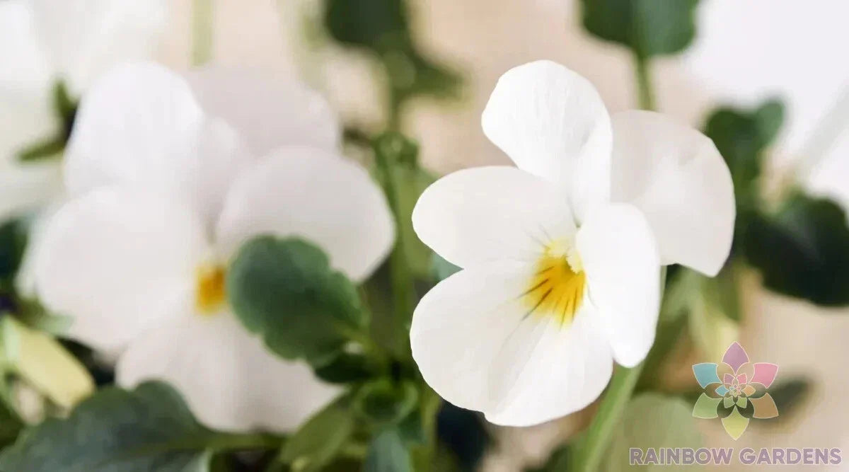 200+ Admire Cream Pansy Seeds for Garden Planting, Viola Tricolor - USA, Bulk Flower Seeds, Easy to Grow