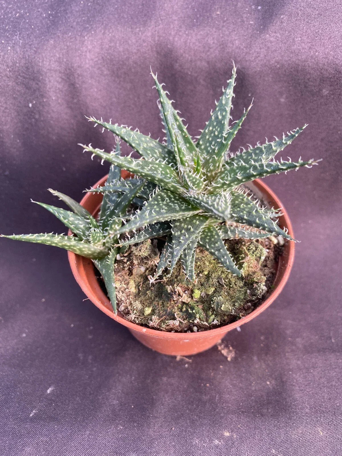Dwarf Aloe Plant in 3" Pot, Aloe haworthioides, Succulent, Low Maintenance Indoor Plant, Perfect for Home Decor