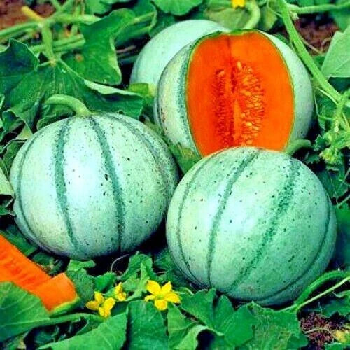 Charentais Melon Cantaloupe Seeds - 10 Pack - Non-GMO Organic Rare Hybrid - Cucumis melo