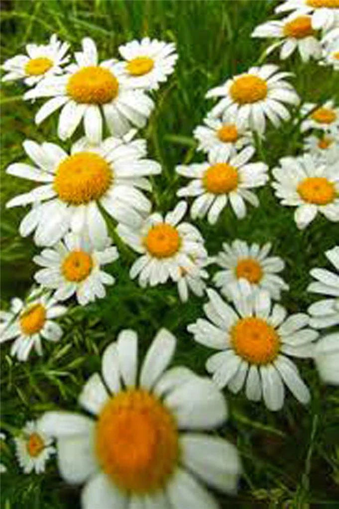 German Chamomile Seeds - Heirloom, NON-GMO, 1000+ Seeds - Matricaria chamomilla
