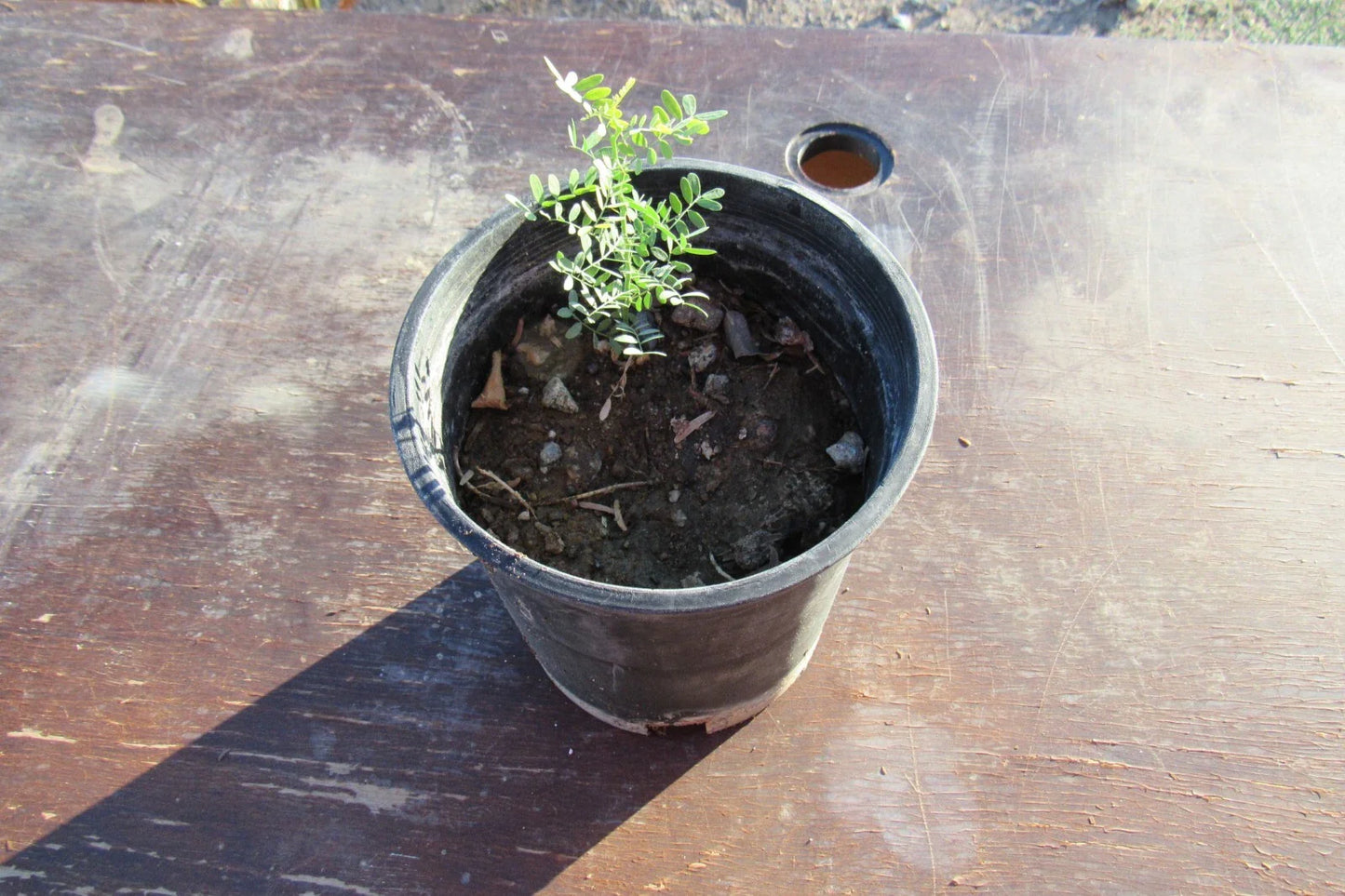 Desert Ironwood Tree - Well Rooted Olneya Tesota Bonsai - Perfect for Indoor Gardening or Landscaping