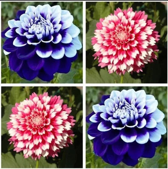 Dahlias Seeds 20pcs - Varying Colors Perennial Flowers - USA Seller - Garden Planting (#0485)