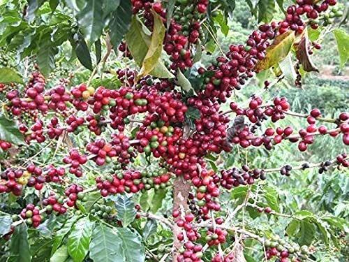 Coffee Seeds for Planting, 30 Seeds, Arabica Variety, Coffea arabica