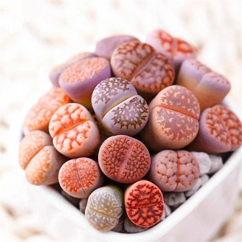 Mixed Lithops Seeds - 100 Seeds - Lithops Pseudotruncatella - Unique Stones Succulent Variety