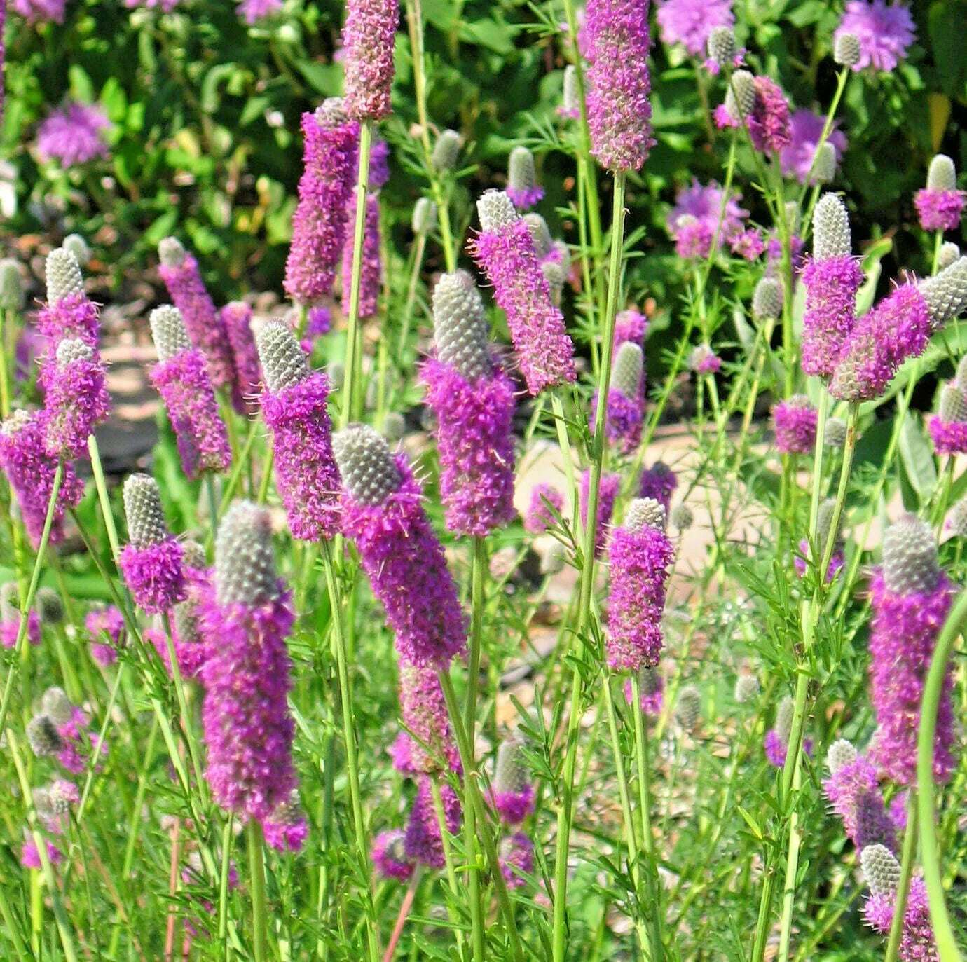 Purple Prairie Clover Seeds - 500+ Wildflower Seeds, Nitrogen Fixing, Drought & Heat Resistant, Dalea purpurea