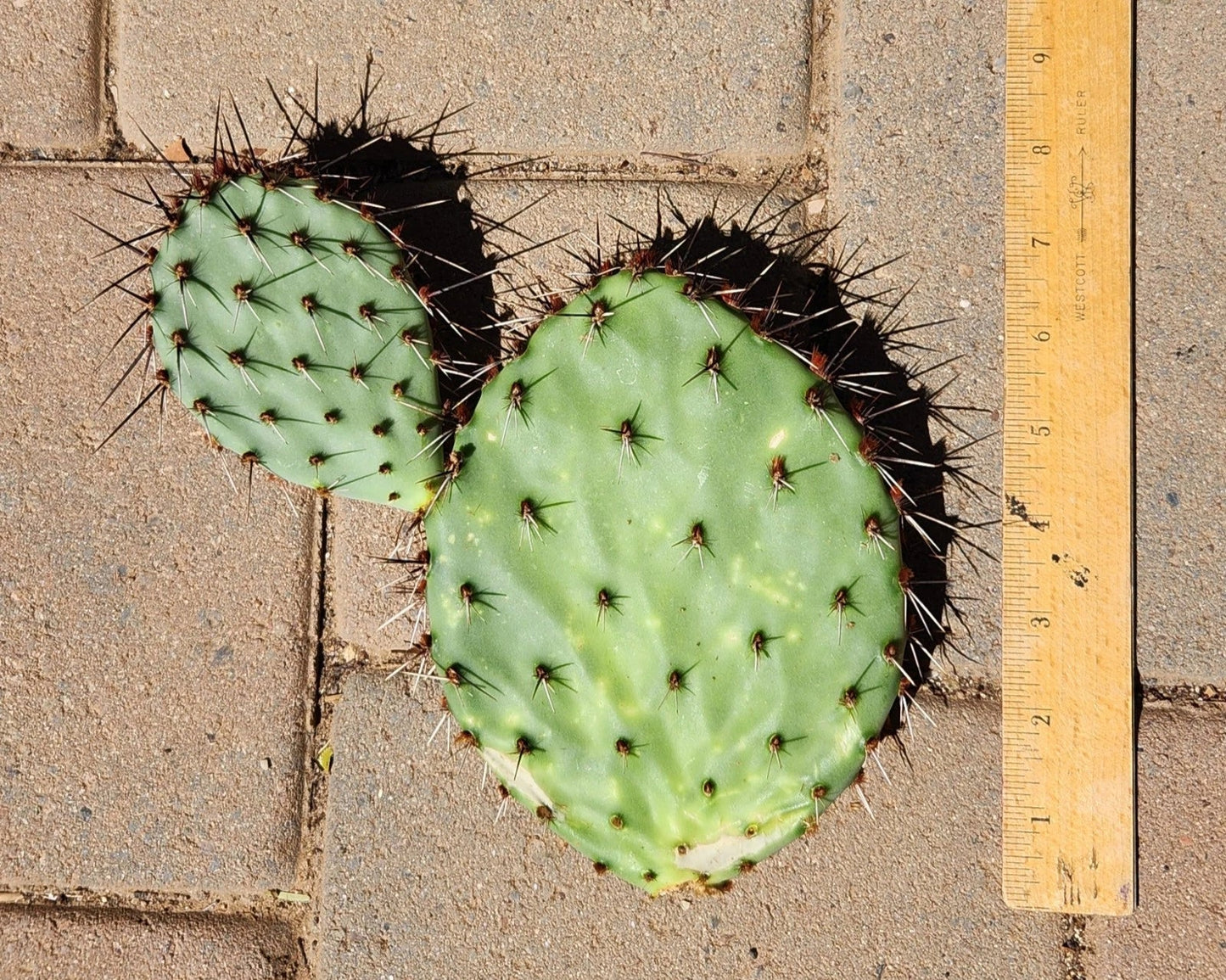 Opuntia Prickly Pear Cactus Pad Cutting - Pandale Texas Variety - Live Succulent Plant Segment