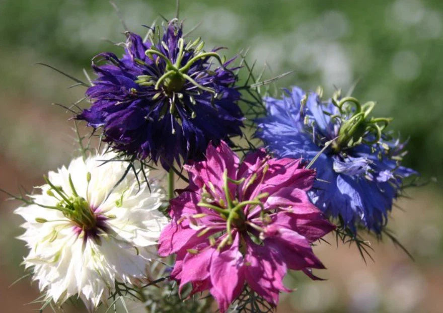 Love in a Mist Seeds - 500 Non-GMO Nigella damascena Dried Flower Pods - Unique Garden Variety