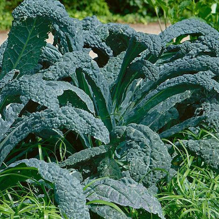 Lacinato Kale Seeds - 500 Non-GMO Heirloom Seeds - Brassica oleracea var. sabellica - Organic Garden Seeds
