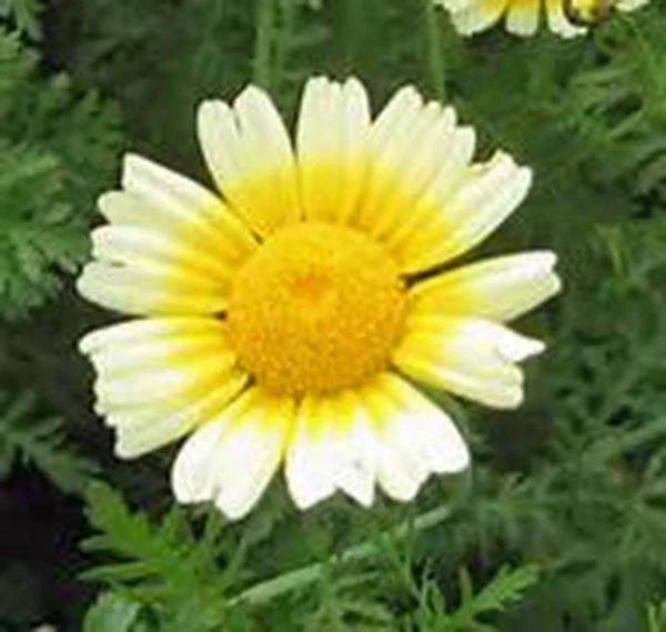 Garland Daisy Seeds - 100+ Newly Harvested - Asteraceae Family, Bright Yellow Blossoms - Ideal for Gardens and Bouquets