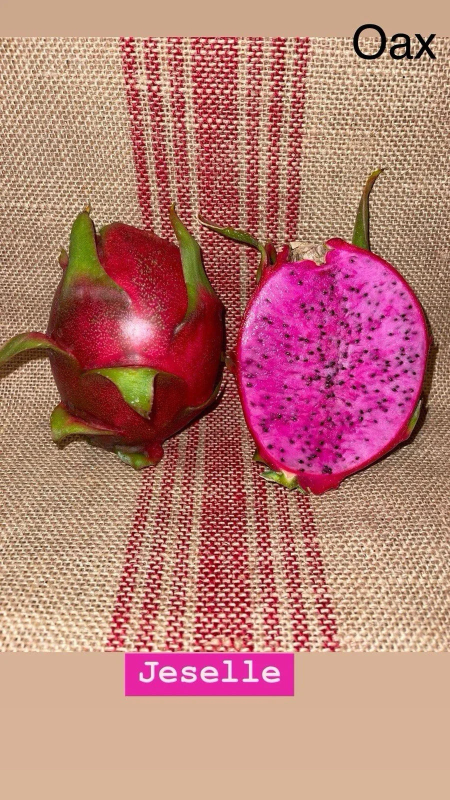 Mature Cuttings Dragon Fruit “JESSELLE” - High-Quality Plant Propagation Material for Gardening