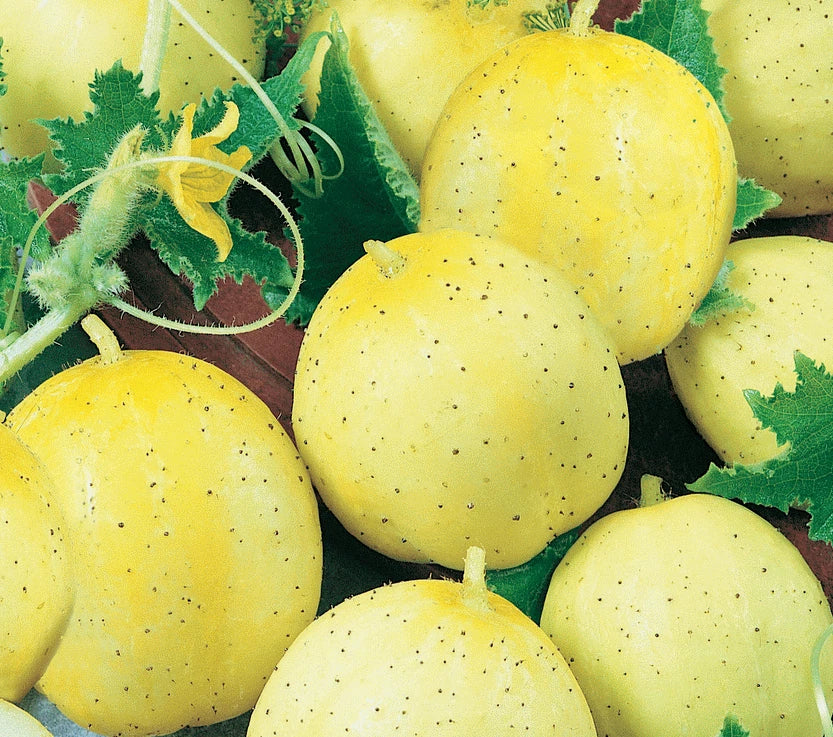 LEMON CUCUMBER SEEDS 50+ Pack - Culinary Vegetable for Garden, Salad, Pickling - Cucumis sativus