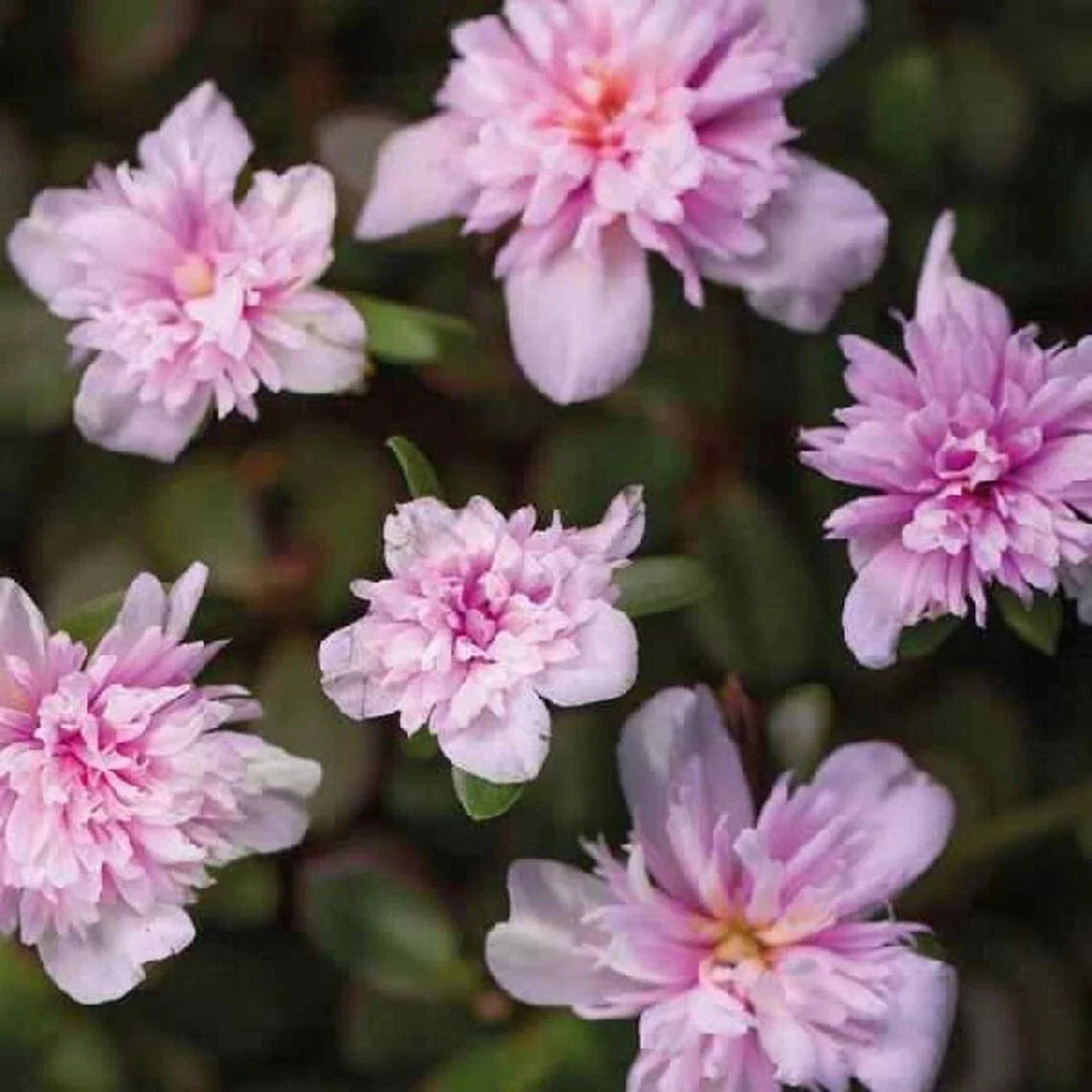 Moss Rose Live Plants - Portulaca Seaglass Double Pink - Well-rooted Plug - Vibrant Ground Cover for Gardens