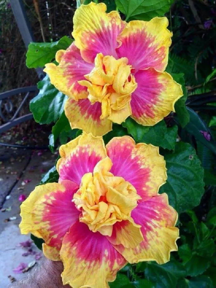 Double Pink Yellow Hibiscus Seeds - 20 Pack - Exotic Hardy Flower Garden Perennial - Hibiscus rosa-sinensis