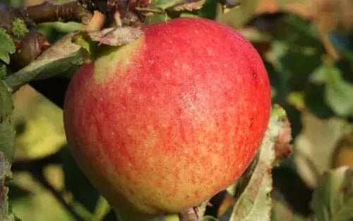 Kidd's Orange Red Apple Seeds - 25+ Pack for Garden Planting - Malus pumila - USA Grown, Non-GMO, Free Shipping