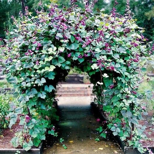 Hyacinth Bean Vine Seeds - 20 Seeds - Purple Pod Beans - Dolichos Lablab